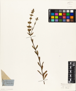 Sideritis hyssopifolia