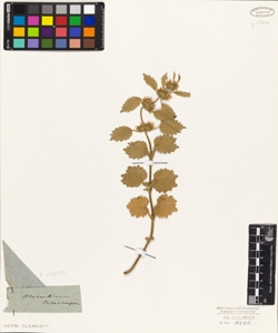 Marrubium catariaefolium