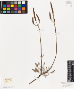 Lavandula abrotanoides