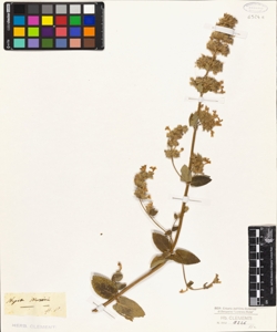Nepeta mussini