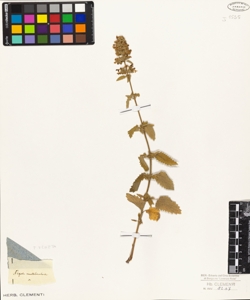 Nepeta multibracteata