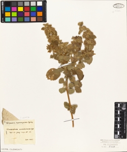 Marrubium acetabulosum