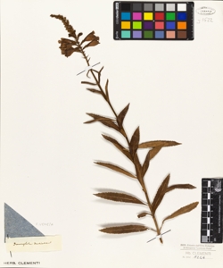 Dracocephalum denticulatum