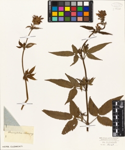 Dracocephalum canariense