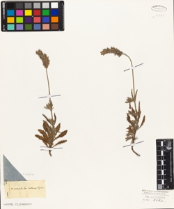 Lavandula heterophylla