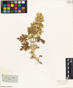 Leonurus lanatus Pers.