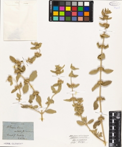 Marrubium candidissimum