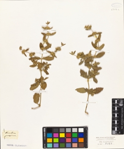 Marrubium peregrinum