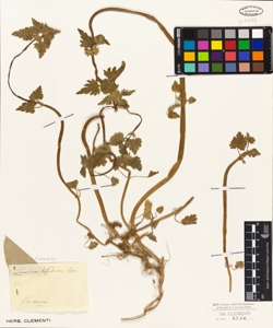 Lamium bifidum C.