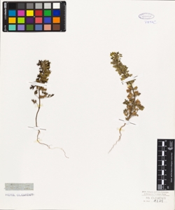 Teucrium botrys