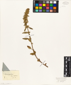 Dracocephalum thymiflorum