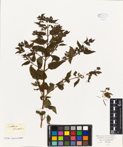 Scutellaria lateriflora