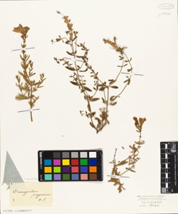 Dracocephalum peregrinum