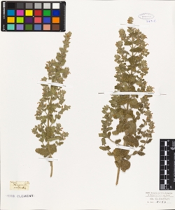 Teucrium scordioides