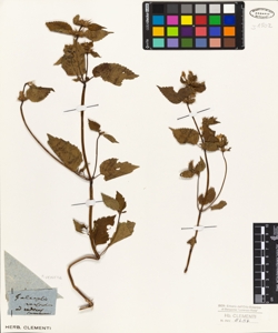 Galeopsis versicolor