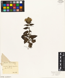 Scutellaria lupulina