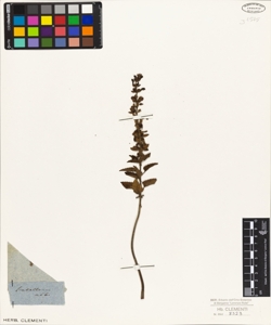 Scutellaria albida (?)