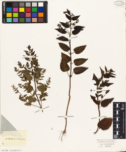 Scutellaria lateriflora
