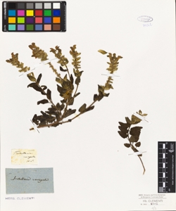 Scutellaria variegata