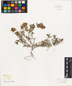 Teucrium supinum