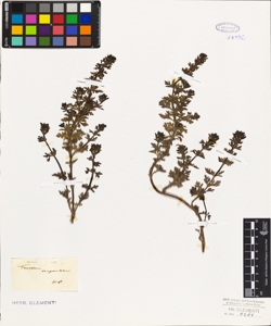Teucrium campanulatum