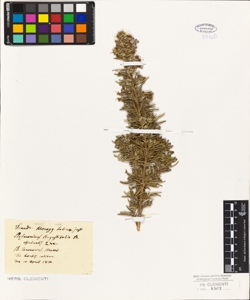 Rosmarinus angustifolius