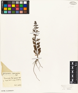 Teucrium levigatum Vahl.