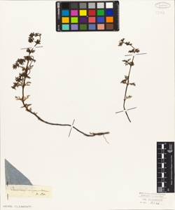 Teucrium campanulatum