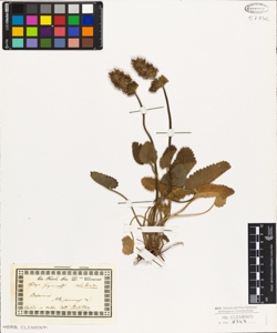 Betonica alopecuros L.