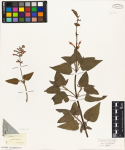 Salvia pseudo-coccinea