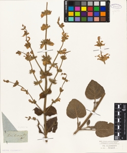 Salvia bracteata Sims