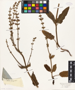 Salvia campestris