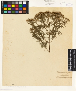 Pycnanthemum linifolium