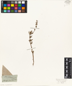 Satureia intermedia Meyer