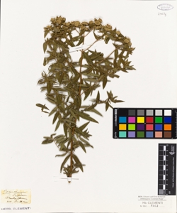 Brachystemum linifolium