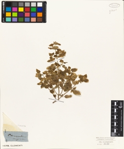 Clinopodium (argenteum?)