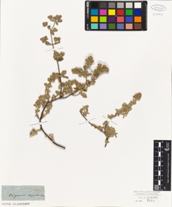 Origanum aegyptiacum