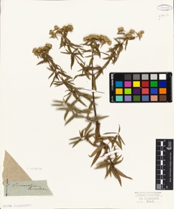 Pycnanthemum lanceolatum