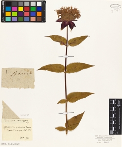 Monarda purpurea Pursh