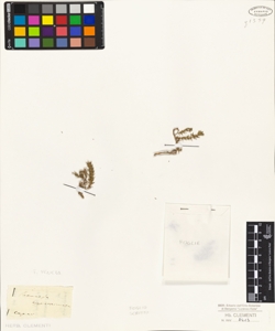 Satureia approximata