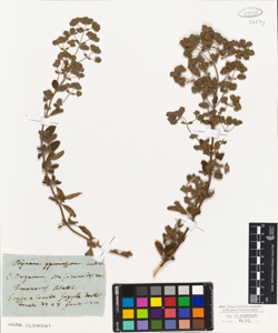 Origanum majoranoides Willd.