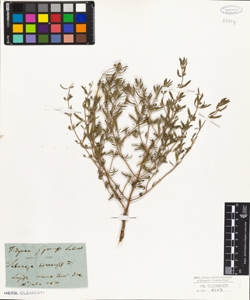 Satureia hortensis L.