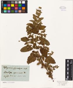 Melissa officinalis L.