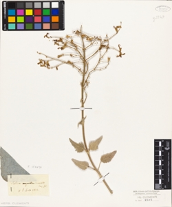 Salvia odorata Jacq.