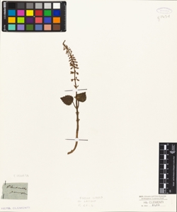 Plectranthus parviflorus