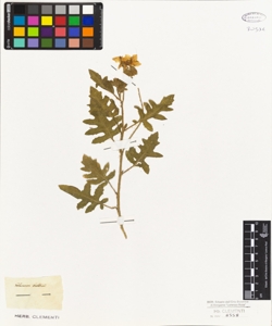 Solanum balbisii