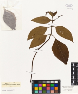 Collinsonia canadensis L.
