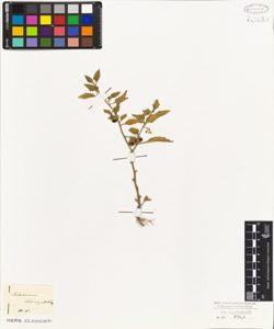 Solanum chenopodioides