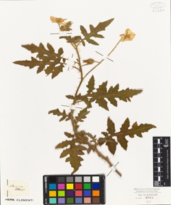 Solanum balbisii