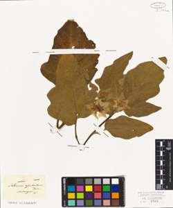 Solanum esculentum Dun.